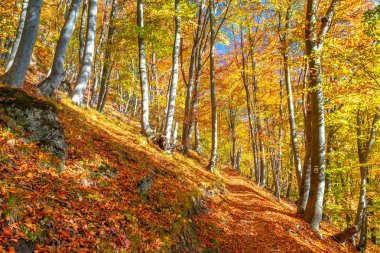 Orman ağaçları sonbahar renkleri ile.