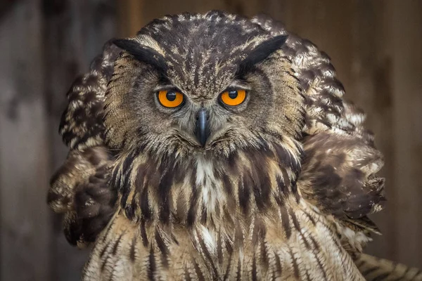 Portrait Eurasian Eagle Owl Detail View Camera — Stock Photo, Image