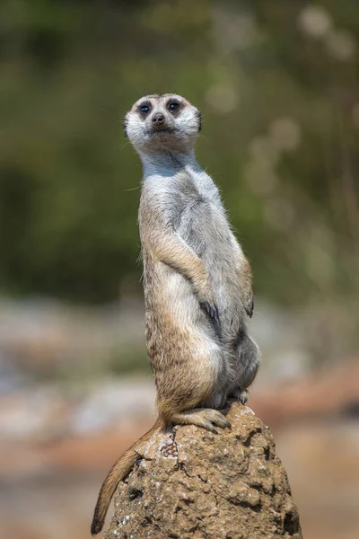 Permanent Meerkat Kijken Naar Omgeving — Stockfoto