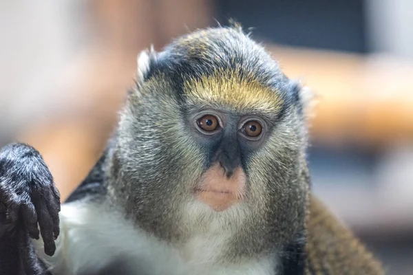 Campbell Mona Monkey Cercopithecus Campbelli Also Known Campbell Guenon — стоковое фото