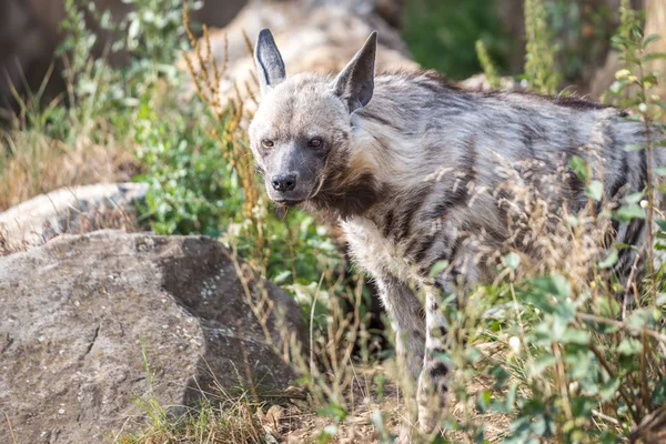 Gestreepte Hyena Hyaena Hyaena Wild Beest — Stockfoto