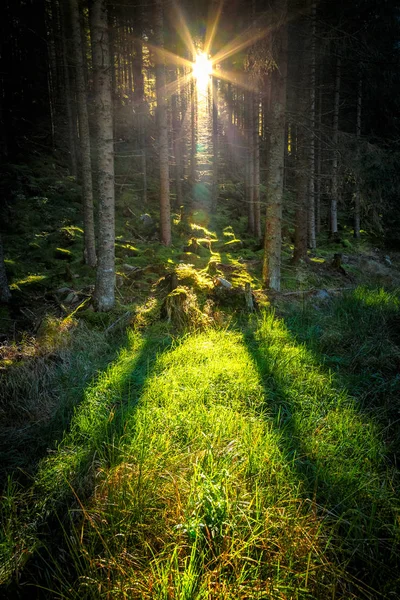 Πρωί Ακτίνες Του Ήλιου Μέσα Από Δάσος Κωνοφόρων — Φωτογραφία Αρχείου