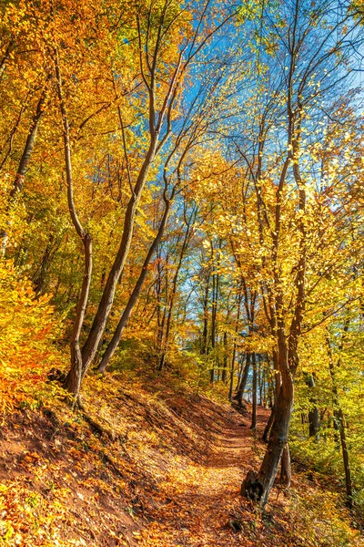 Bosque Con Árboles Colores Otoñales —  Fotos de Stock