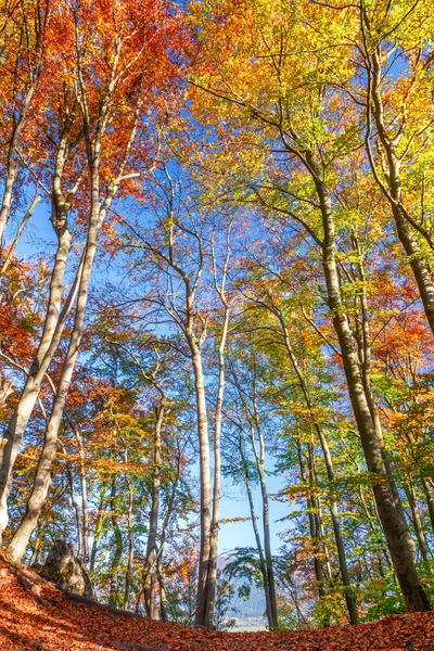 Lesní Stromy Barvách Podzimu — Stock fotografie