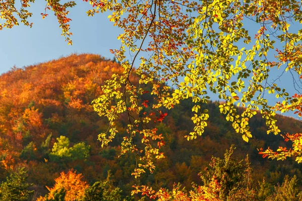 Paisagem Com Árvores Cores Outono — Fotografia de Stock