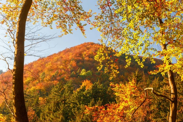 紅葉の木のある風景します — ストック写真