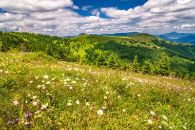 Manzara mavi gökyüzü bulutlu arka planda çiçekli çayır ve dağ zirveleri ile bahar. Velka Fatra Milli Parkı, Slovakya, Europe.