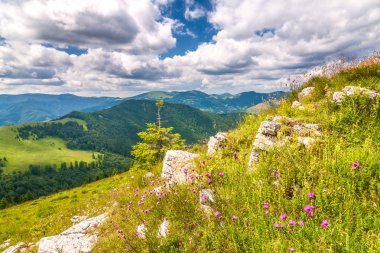 Spring landscape with flowery meadows and the mountain peaks, blue sky with clouds in the background. The Donovaly area in Velka Fatra National Park, Slovakia, Europe. clipart