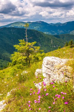Manzara mavi gökyüzü bulutlu arka planda çiçekli çayır ve dağ zirveleri ile bahar. Donovaly alan Velka Fatra Milli Parkı, Slovakya, Avrupa.
