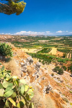 Zeytin ağaçları, Girit, Yunanistan, Europe, yatay, ön plan üzerinde Hint inciri.