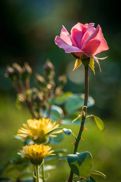 Fioritura Rose Rosa Giardino — Foto Stock