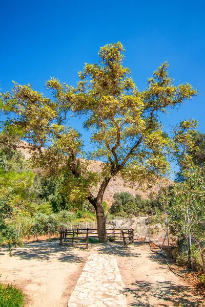 Plane Tree Gortys Archaeological Site Island Crete Greece Europe — Stock Photo, Image