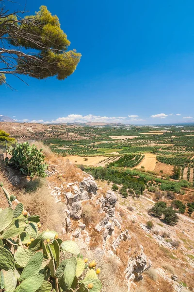 Prickly Pears Foreground Landscape Olive Trees Crete Greece Europe — Stock Photo, Image