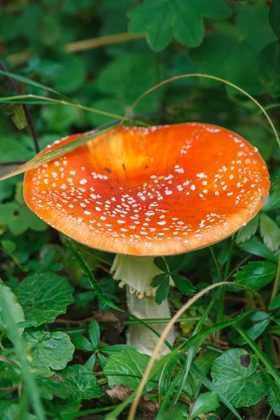 Red Toadstool Forest Amanita Muscaria Known Fly Agaric Fly Amanita — Stock Photo, Image