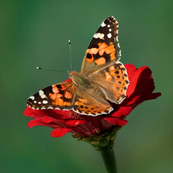 Vanessa cardui, renkli kelebek Painted lady üzerinde kırmızı bir çiçek.
