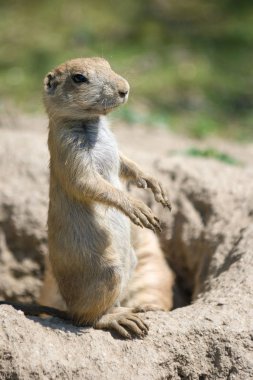 Avrupa zemin sincap (Spermophilus citellus), Avrupa souslik da bilinir.