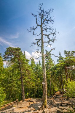 Certova Stena Ulusal Doğa Rezervatı ' konumu kırsalında bir görünümünü Çek Cumhuriyeti, Europe güneyinde kayalık deniz olarak adlandırılan.