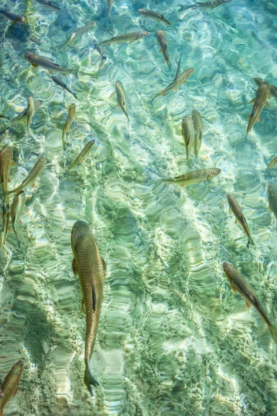 Turquoise lake with fishes, The Plitvice Lakes National Park, Croatia, Europe.