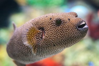 Pufferfish (Arothron meleagris), known as the guineafowl puffer fish. clipart