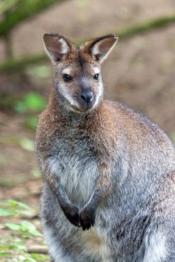 Kanguru görünümünü kapat.