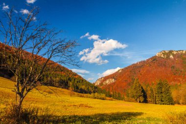 Sonbahar manzara Mala Fatra Milli Parkı, Slovakya, Avrupa.