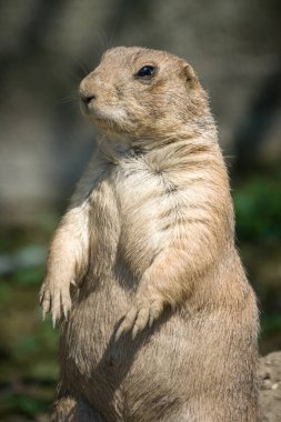 Avrupa zemin sincap (Spermophilus citellus), Avrupa souslik da bilinir.