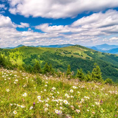 Manzara mavi gökyüzü bulutlu arka planda çiçekli çayır ve dağ zirveleri ile bahar. Velka Fatra Milli Parkı, Slovakya, Europe.