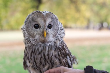 Ural baykuş, Strix uralensis portresi.