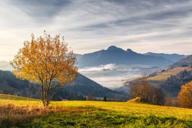 Ağaç dağlar, gündoğumu ile sonbahar manzara bir ön planda. Slovakya, Europe Terchova Köyü çok uzak olmayan mala Fatra Milli Parkı.