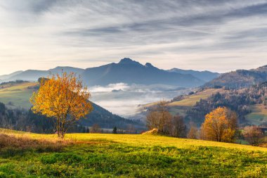 Ağaç dağlar, gündoğumu ile sonbahar manzara bir ön planda. Slovakya, Europe Terchova Köyü çok uzak olmayan mala Fatra Milli Parkı.