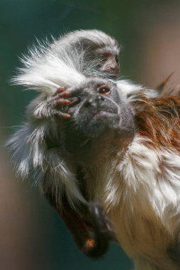 Küçük maymun pamuk-üst pembe maymun, onun genç olanlarla Saguinus oedipus.