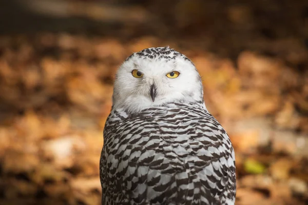 Porträtt Fjällugglan Bubo Scandiacus — Stockfoto