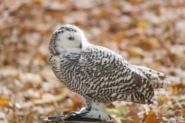 Porträtt Fjällugglan Bubo Scandiacus — Stockfoto