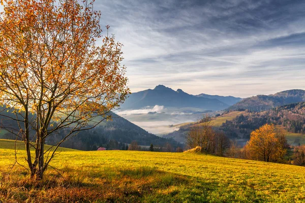 Tree in a foreground of autumn landscape with mountains at sunrise. Mala Fatra National Park, not far from the village of Terchova in Slovakia, Europe.