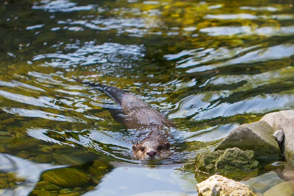 Asian Small Clawed Otter Aonyx Cinerea Floating Water — Stock Photo, Image