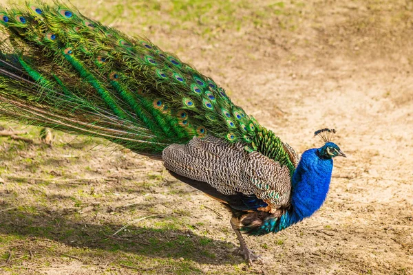 Paon Avec Belles Ailes Profil — Photo