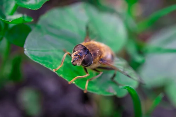 Hoverflies Nevezik Virág Legyek Vagy Syrphid Legyek Család Syrphidae Rovar — Stock Fotó