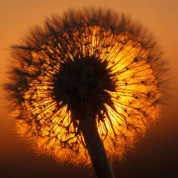 Siluet Dandelion Pudar Cahaya Belakang Saat Matahari Terbenam — Stok Foto