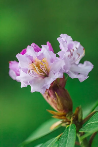 Ormangülü Çiçek Yakından Görmek Yeşil Bir Arka Plan — Stok fotoğraf
