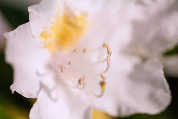 White Rhododendron Flowers Close View — Stock Photo, Image