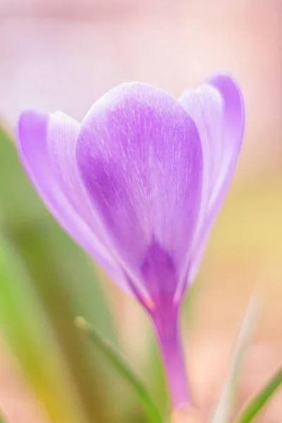 クロッカス ヴェルヌス 近景の紫色の開花植物 — ストック写真