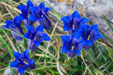 Clusius gentian blue flowers in closeup view. clipart