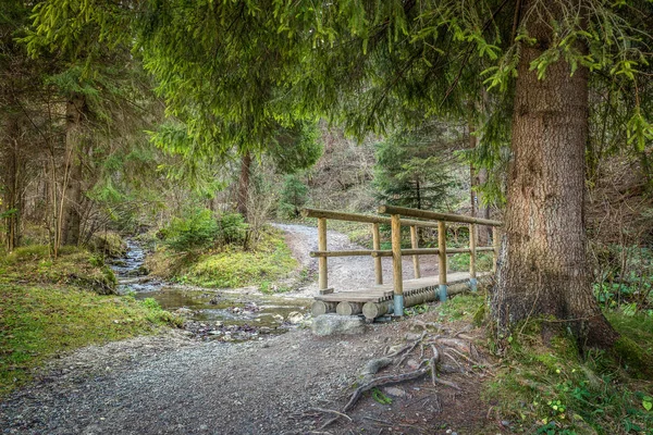 Une passerelle en bois au-dessus d'un ruisseau dans une forêt. — Photo