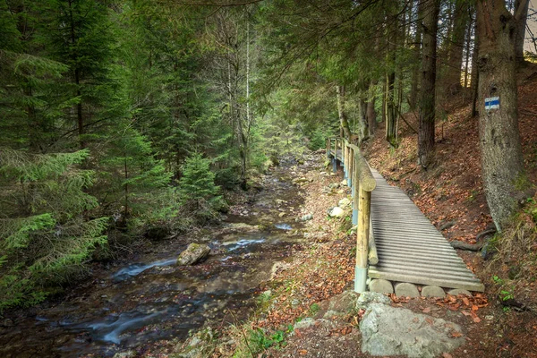 Een houten voetgangersbrug over een beek in een bos. — Stockfoto