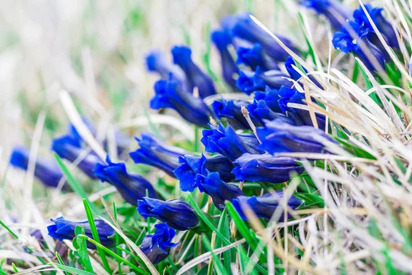 Evropě hořce modré květy v detailním pohledu. — Stock fotografie