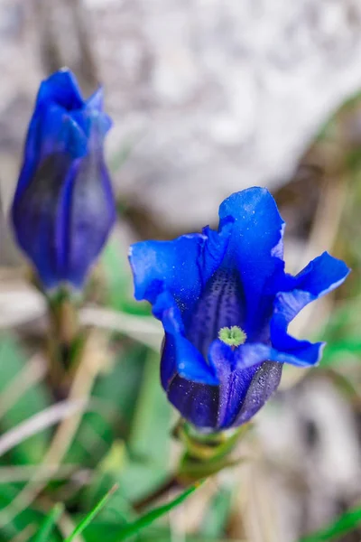 Clusius gentian blue flowers in closeup view. — Stock Photo, Image