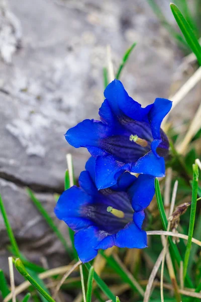 Clusius gentian flores azuis em vista close-up . — Fotografia de Stock