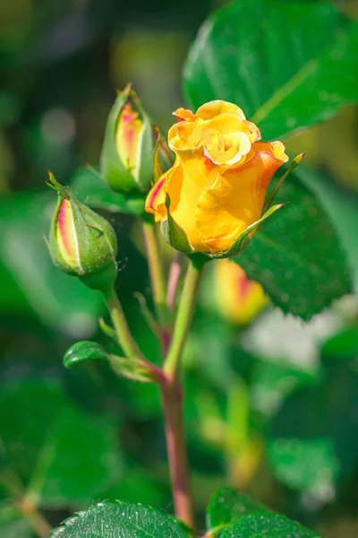 Rosa gialla, fiore in un giardino  . — Foto Stock