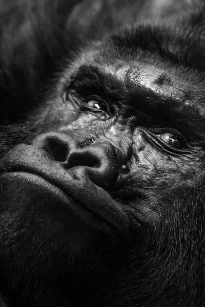 Gorilla apes, face in close-up view. — Stock Photo, Image