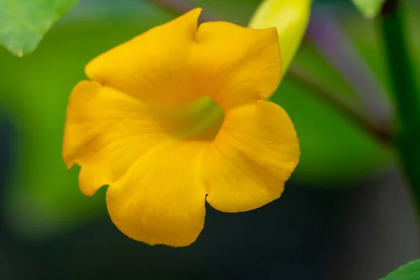 Uncarina perrieri, sarı çiçek. — Stok fotoğraf